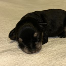 Boy 1 - Black and silver male Miniature Schnauzer puppy in Woodburn, Kentucky from Southern Kentucky Schnauzers