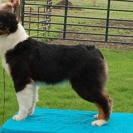 Amber - Black tri-color Australian Shepherd puppy in Mexico, New York from Windmere Aussies