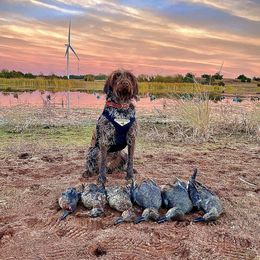 Trixie - Wirehaired Pointing Griffon