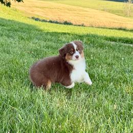Patsy - Red tri-color female Miniature American Shepherd puppy in Hillsboro, Kentucky from Kidd’s Miniature American Shepherds