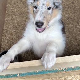 Collie Puppies from Cold Mountain Collies