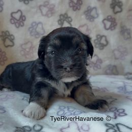 Girl 1 - Black and tan female Havanese puppy in Lovingston, Virginia from Tye River Havanese