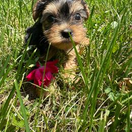 Jenny - Black and tan female Yorkshire Terrier puppy in Rochester, New York from Tnt Yorkies and Cosmic corgis