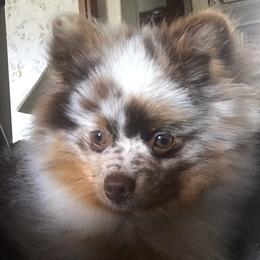 Blaze - Pomeranian