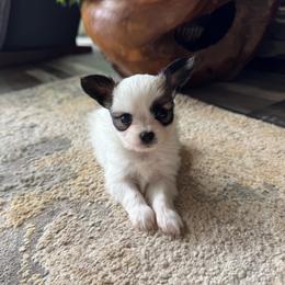 Lucie's white and sable boy 2 - White and sable male Papillon puppy in Shirley, Arkansas from Lucky Pups
