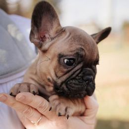 French Bulldogs from North Idaho Frenchie Farm