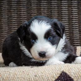Joy - Black & white female Australian Shepherd puppy in Decatur, Texas from Wyldrose Australian Shepherds