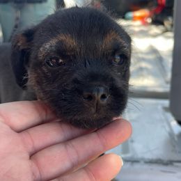 Blue and Tan girl - Blue and tan female Border Terrier puppy in Lincoln, California from Jessica’s Border Terriers