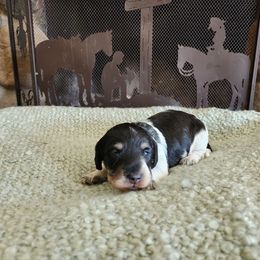 Bessy - Wild boar and cream female Dachshund puppy in Lindsay, California from Lewis Creek Dachshunds
