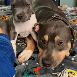 American Bully Puppies from Unbullievable Bullies