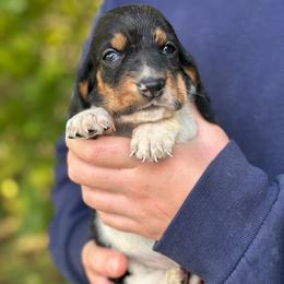 Male 1 - Black brown and white male Basset Hound puppy in Lindley, New York from Hill Top Basset Hounds & Cane Corso