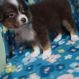 Minnie - Red tri female Toy Australian Shepherd puppy in Humansville, Missouri from Tater Tot aussies