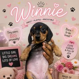 Winnie - Black and tan female Dachshund puppy in New York, New York from Sausagedog-NYC