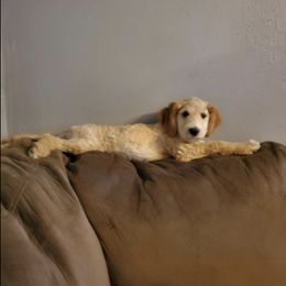 Labradoodles from DubDub Doodles