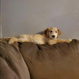 Labradoodles from DubDub Doodles