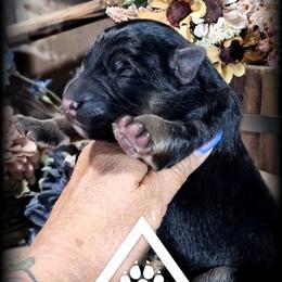 Ranger - Black and tan male German Shepherd puppy in Sequim, Washington from German Shepherd Haus