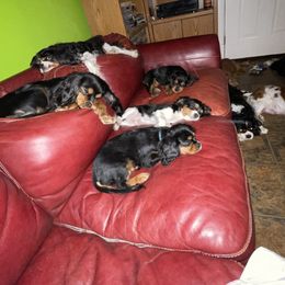 Cavalier King Charles Spaniel Puppies from Herrmann’s Royal Court of Cavalier King Charles Spaniel