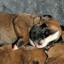 Ruby - Fawn female Boxer puppy in Wellington, Ohio from Brinkhaven Boxers