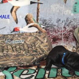 Labrador Retriever Puppies from Copper Creek Outfitters and Kennel