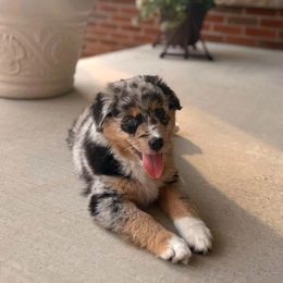 Miniature Australian Shepherd and Toy Australian Shepherd Puppies from Beasley Acres Aussies