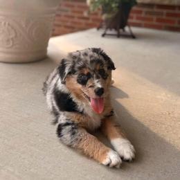 Miniature Australian Shepherd and Toy Australian Shepherd Puppies from Beasley Acres Aussies