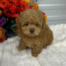 Starr - Red  female Poodle puppy in Elgin, South Carolina from Silver Bells Paw Prints