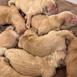 Golden Retrievers from Adams Puppies