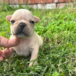 Boogie - Cream male French Bulldog puppy in Elmore City, Oklahoma from OK America Kennels