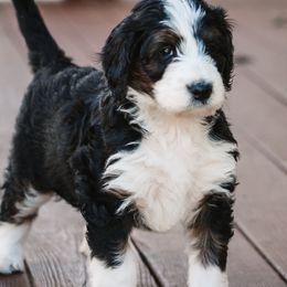 Bernedoodle Puppies from CBKB Bernedoodle’s