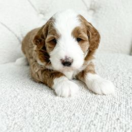 Lennon - Red  male Goldendoodle puppy in Sterling, Illinois from Charley's Goldendoodles