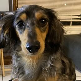 Dachshunds from PeacocksDachs