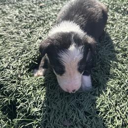 Boy 7 - Black and white male Border Collie puppy in Temecula, California from Joni Gibson's Border Collies