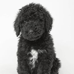 Poodle Puppies from DoodleHaven