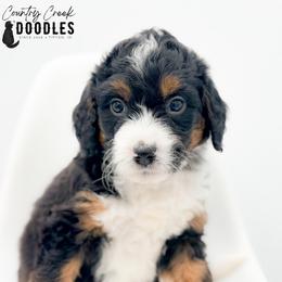 OSCAR - Tri-color male Bernedoodle puppy in Tipton, Indiana from Country Creek Doodles