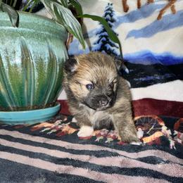 Missy - Chocolate sable female Pomeranian puppy in Knoxville, Tennessee from Thea's Puppies