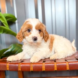 Novel - Parti female Goldendoodle puppy in Jackson, Tennessee from Doodlebug Farms