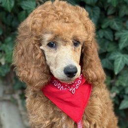 Iggy - Male - Moyen - AKC Poodle - Apricot Poodle puppy in Caldwell, Idaho from Funny Farm Poodles & Doodles