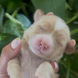 Teddy - Apricot male Goldendoodle puppy in Queen Creek, Arizona from Sunny Doodles
