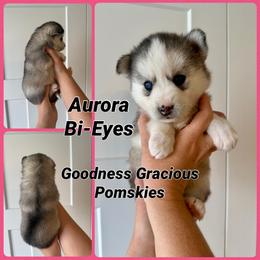 Aurora - Tri-color female Pomsky puppy in Lyons, Nebraska from Goodness Gracious Pomskies