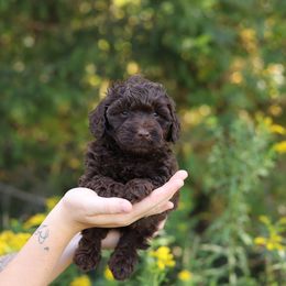 Green - Chocolate male Australian Labradoodle puppy in Williamstown, New York from Lewis Manor Labradoodles