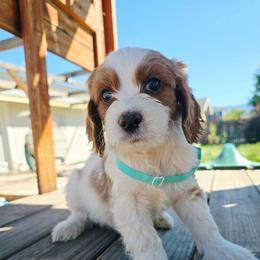 Apollo - Blenheim male Cavapoo puppy in Roseville, California from Heavenly Goldendoodles