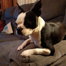 Boston Terriers from Natasha's Boston Terriers