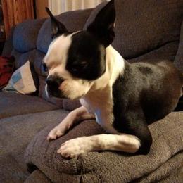 Boston Terriers from Natasha's Boston Terriers