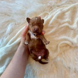Cupcake girl - Red  female Goldendoodle puppy in Rio Linda, California from Plush Doodles