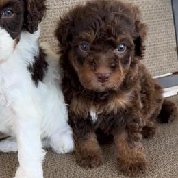 Milky Way - Tri-color female Bernedoodle puppy in Richmond, Texas from Harper’s Heartbeats