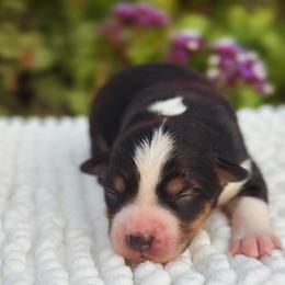 Miniature Australian Shepherd Puppies from DLT MiniAussie
