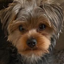 Poodles, Yorkipoos, and Yorkshire Terriers from Pamela's Poodles, Yorkshire Terriers & Designer pups