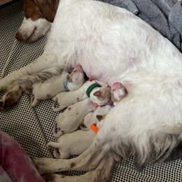 Brittany puppies from Endellion Brittany’s