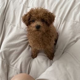 Cavapoo, Cockapoo, and Poodle Puppies from Heavenly Puppies to Love