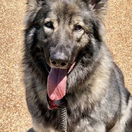 Shiloh Shepherds from Legacy Shilohs
